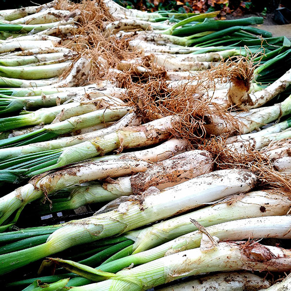 Menú calçotada